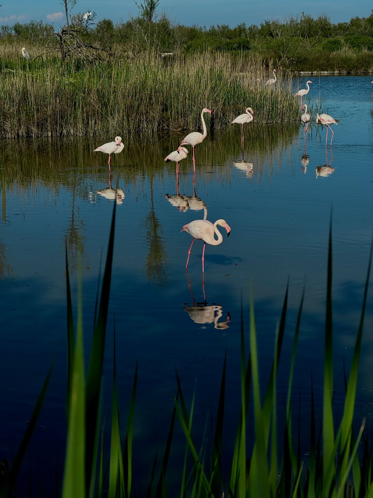 Flamants Roses - Pink Flamingos!