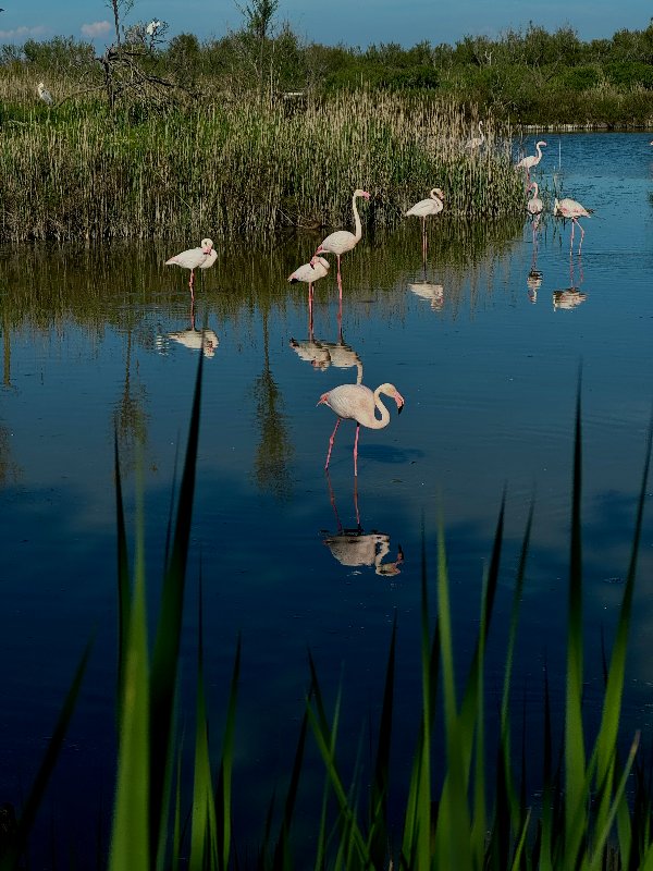 Flamants Roses - Pink Flamingos!